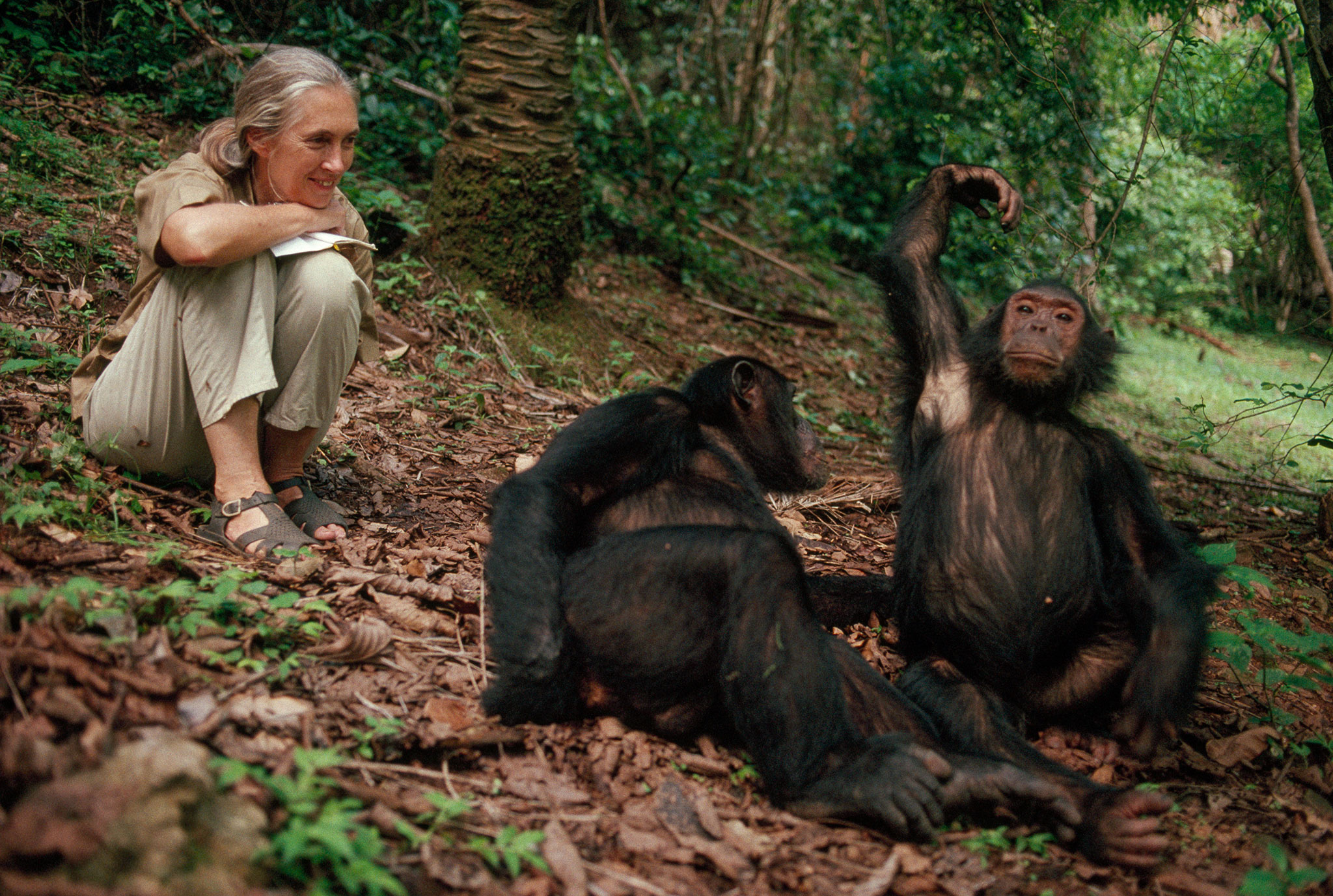 6 Days tanzania Primates and wildlife safari
