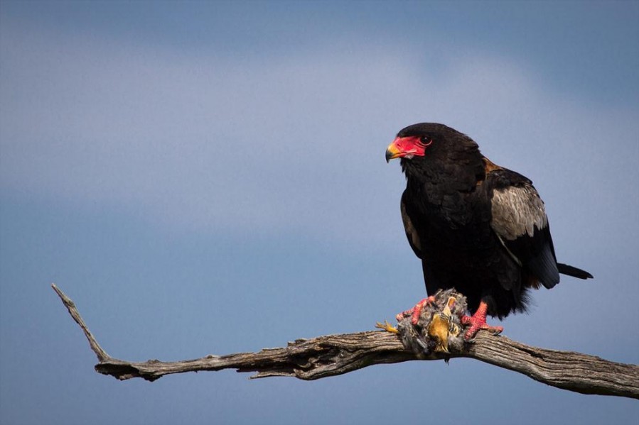 birds in selous game reserve