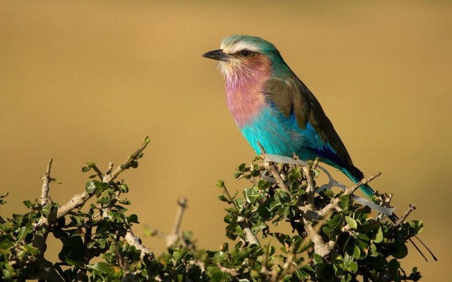 birds of tarangire national park