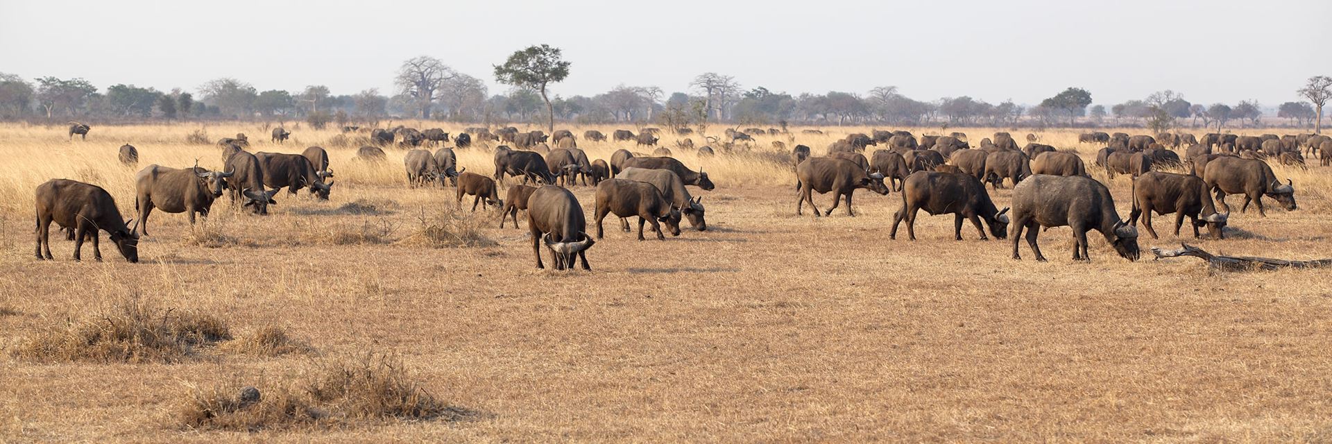  2 days mikumi national park safari