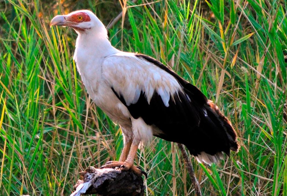 eagles at mahale mountain nationao park