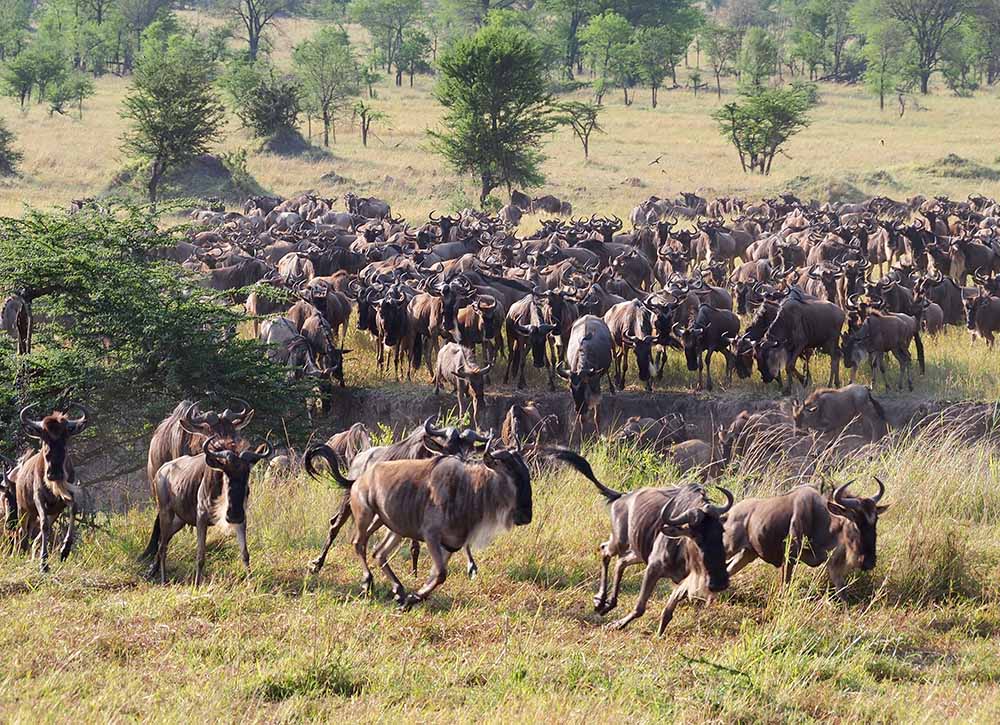 wildebeest in serengeti national park