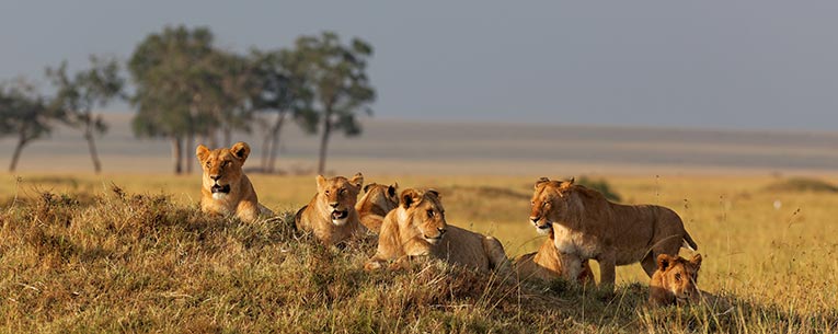 serengeti big five