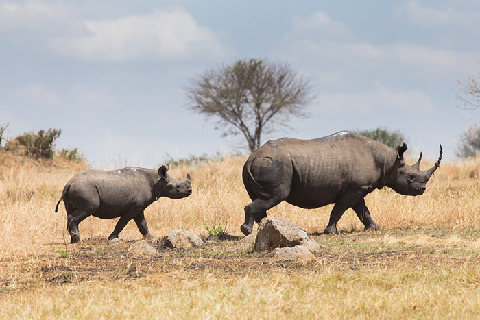 the size of serengeti national park