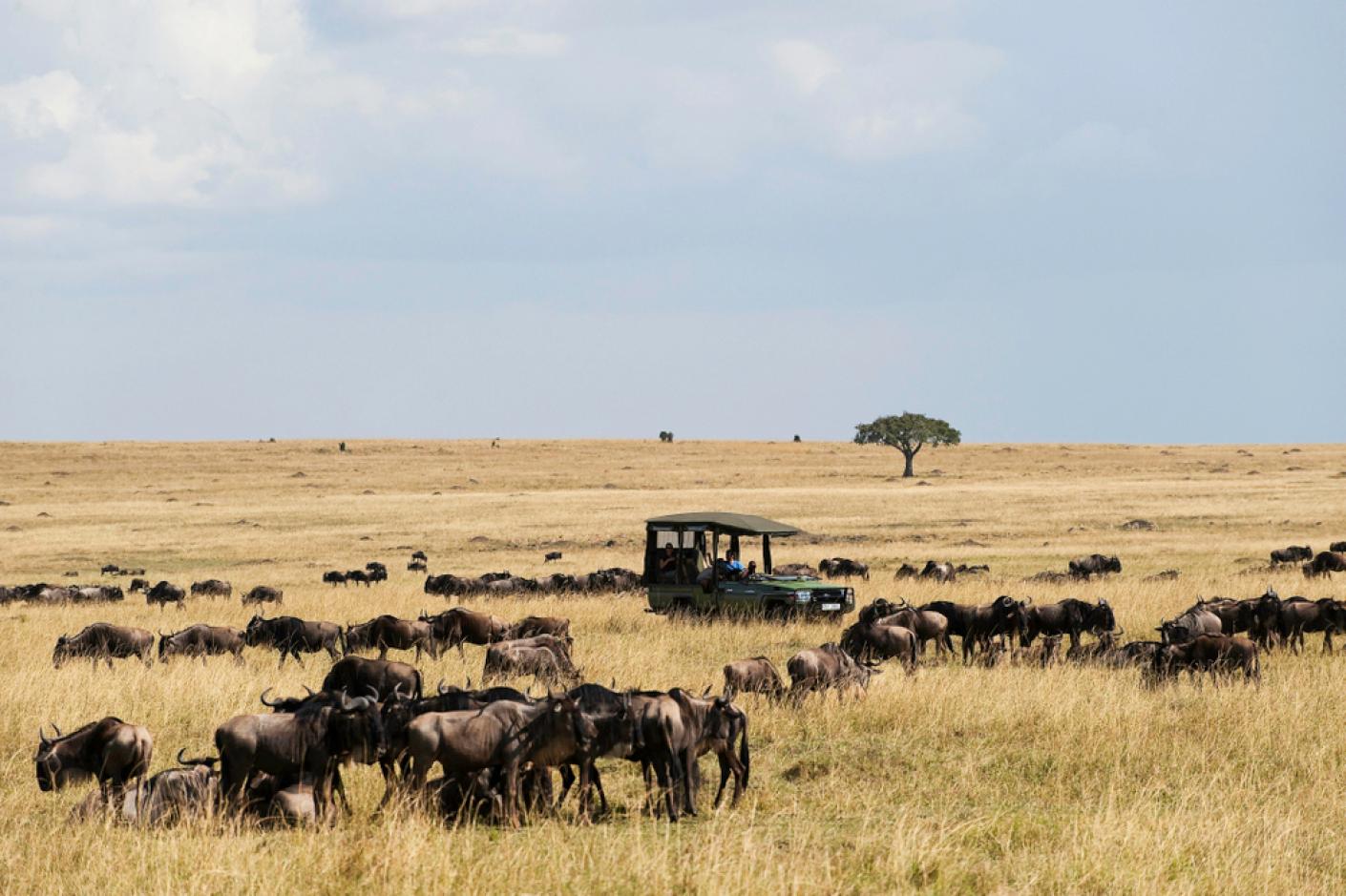 16 Days Luxury Kenya Wildlife and Beach Safari