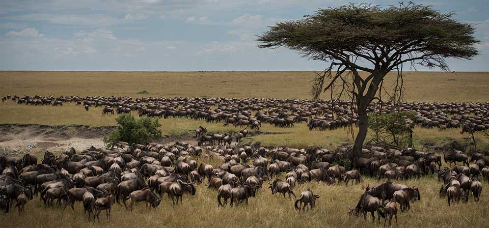 Serengeti Wildebeest Migration 