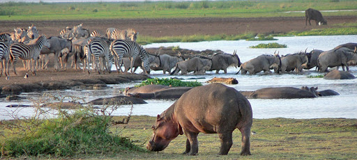 2 Days Manyara and Ngorongoro Crater safari from Zanzibar