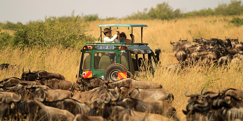 The Great Serengeti Wildebeest Migration