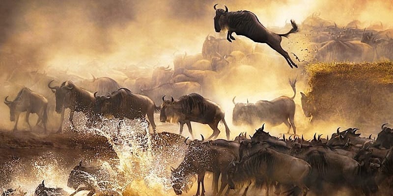Serengeti Wildebeest Migration 