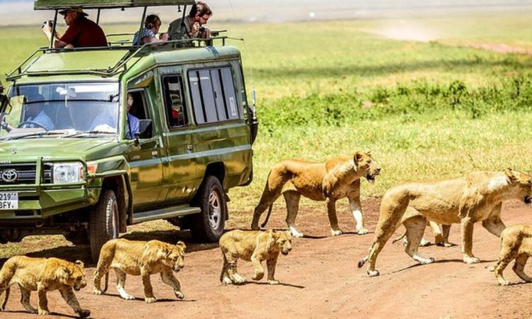 Which is better Serengeti national park or Ngorongoro crater