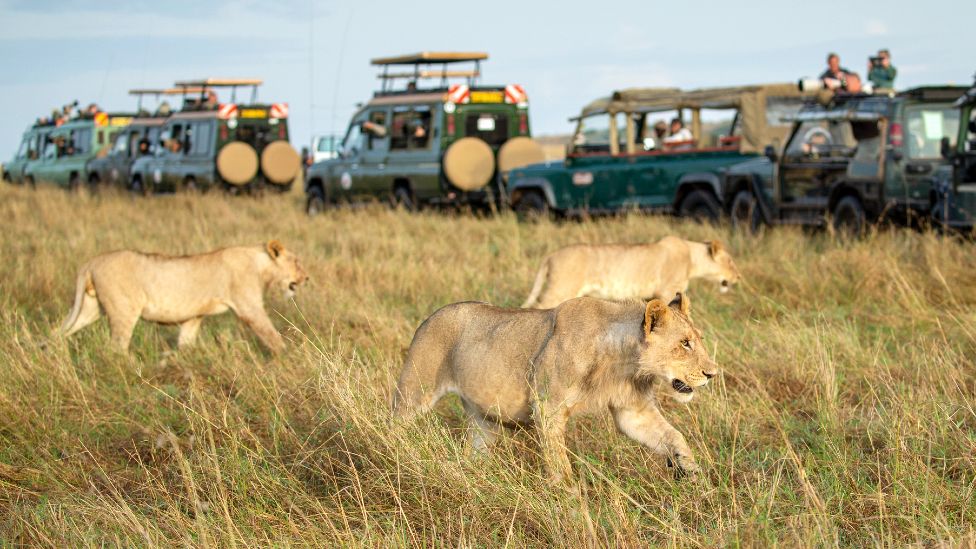 3 Day Masai Mara Migration Safari