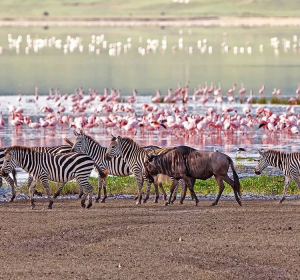 7 Reasons to visit Lake Manyara National Park