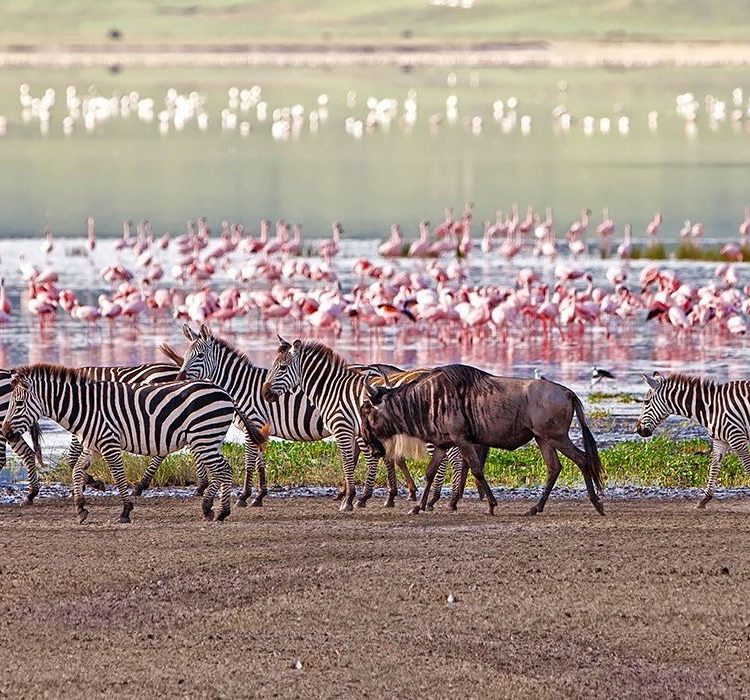 7 Day Kenya and Tanzania Safari