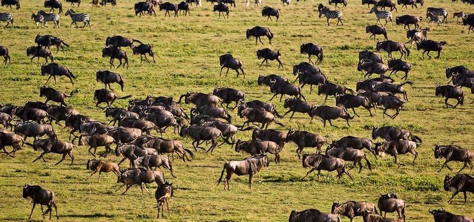 6 Days  Tanzania wildebeest migration safari