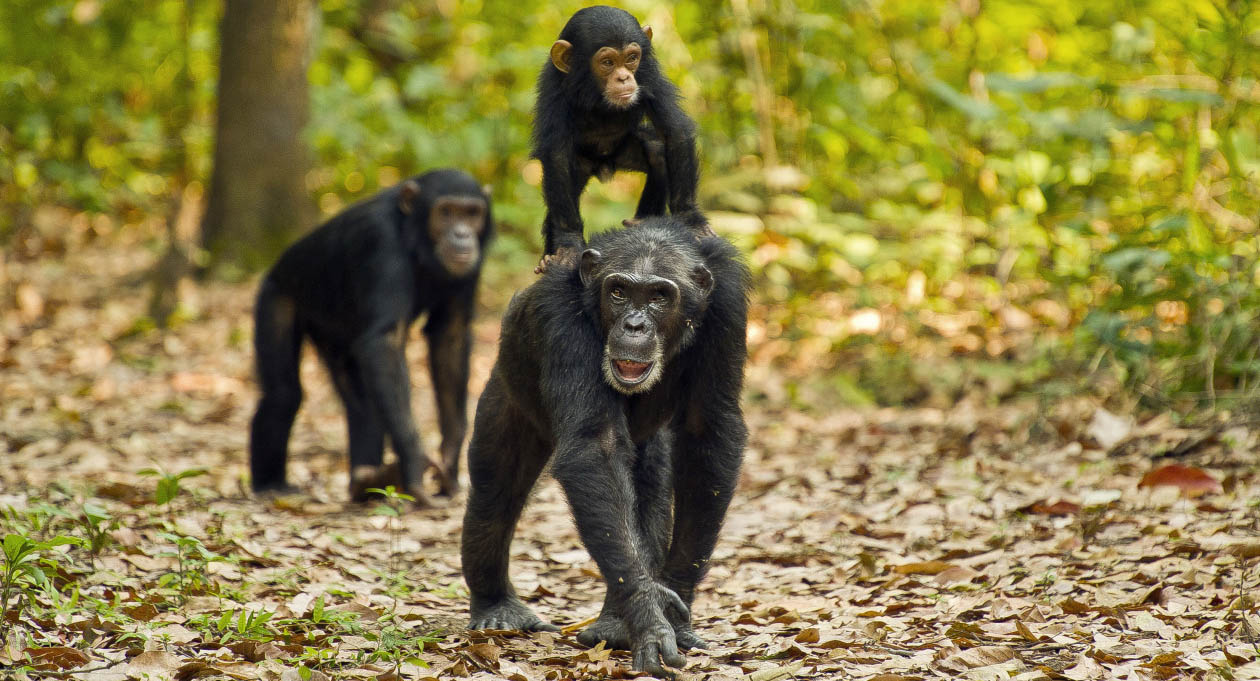Chimpanzee Trekking in Tanzania