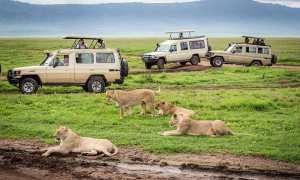Why Ngorongoro Conservation Area is a must Visit Safari Destination in Tanzania?