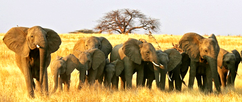 8 Days Tanzania Safari