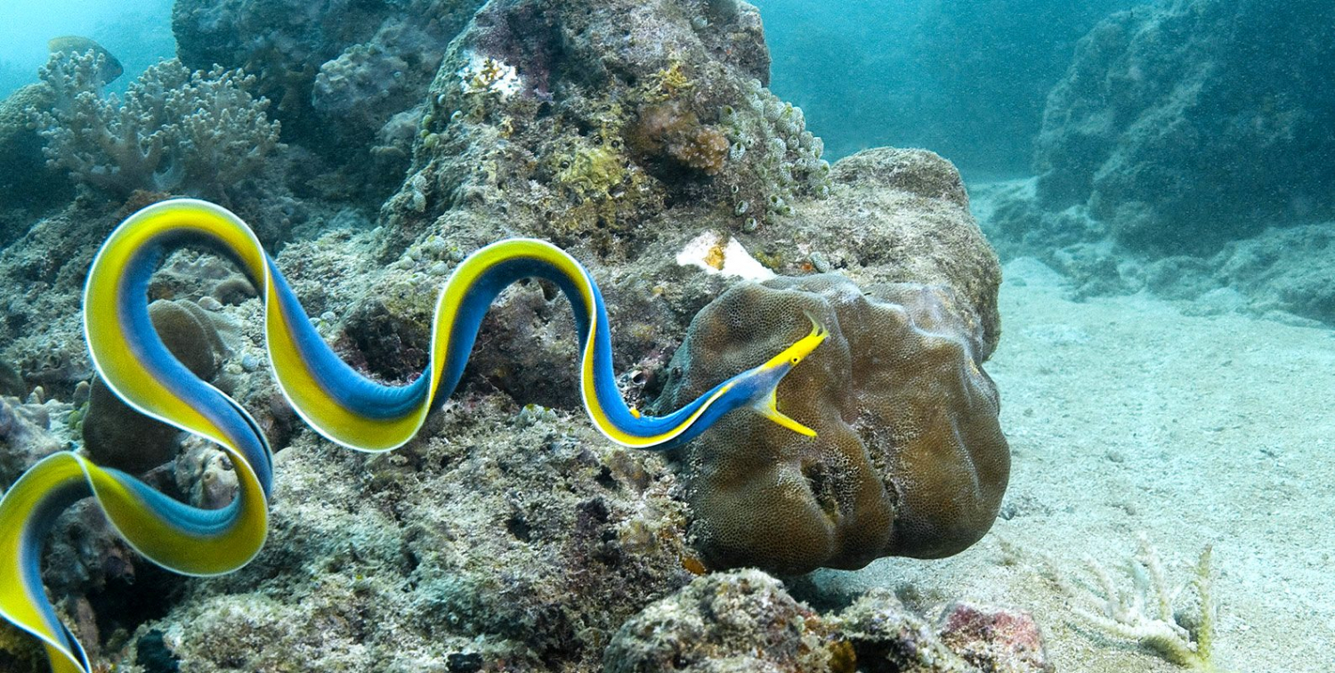 Wildlife In Zanzibar Zanzibar Island Zanzibar Tours Zanzibar Safaris