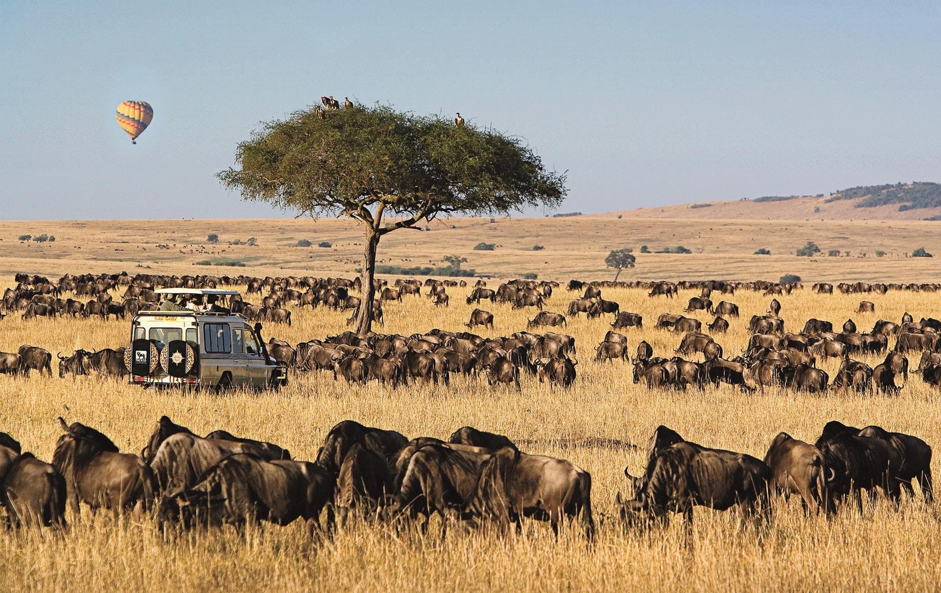 Masai Mara National Reserve Wildebeest Migration
