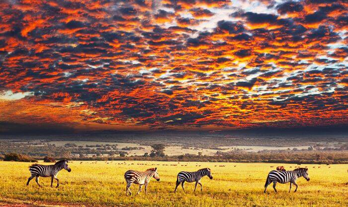 Top ten Serengeti National Park Facts 
