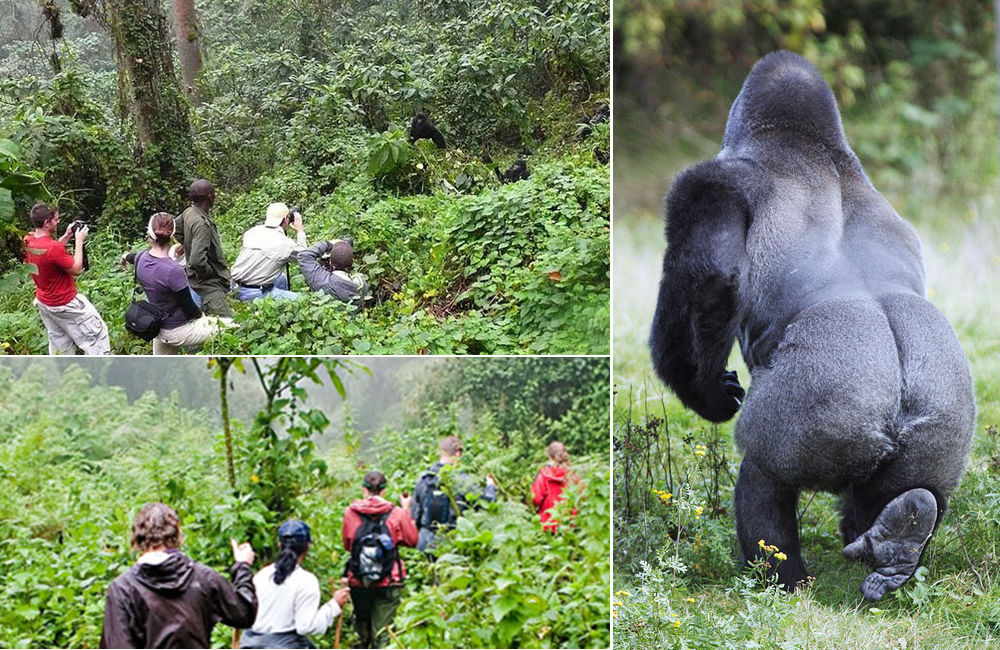 3 Days Bwindi Gorilla Safari