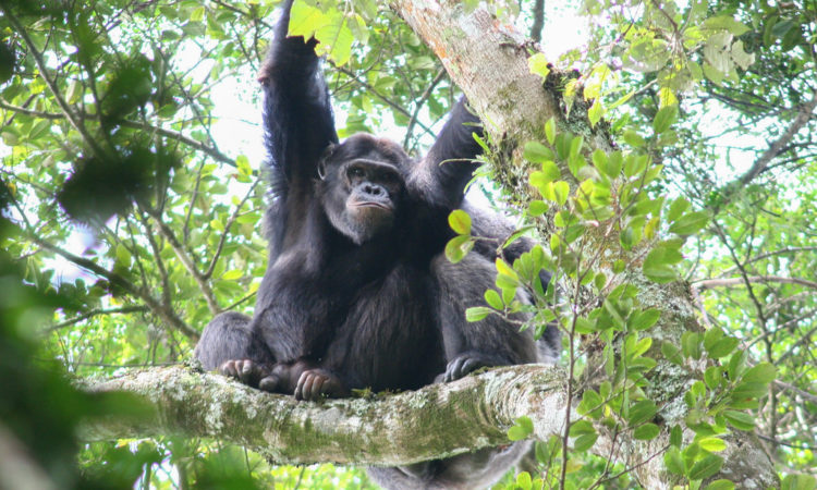 3 Days Nyungwe Chimpanzee Trekking Safari