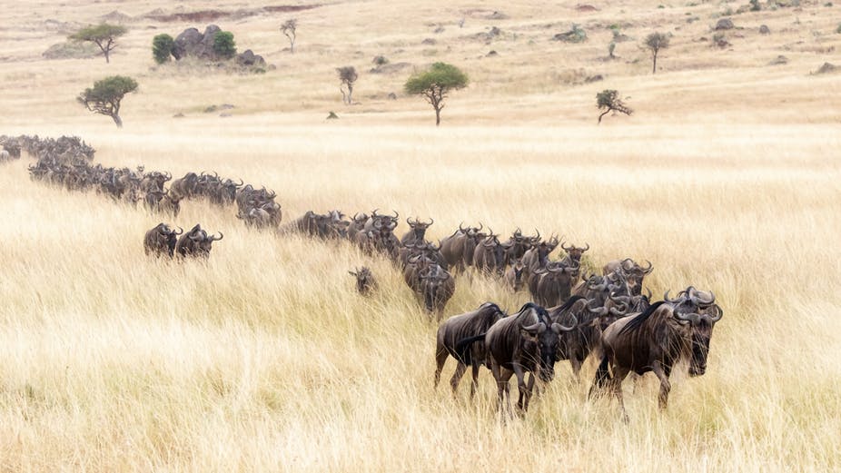 rwanda gorilla trekking