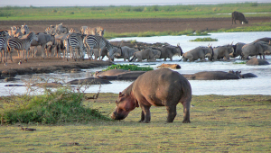 7 Reasons to visit Lake Manyara National Park