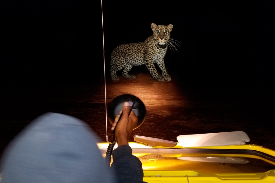 What To Expect On A Game Drive In Africa?