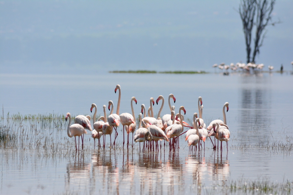 lake Nakuru birding safaris 
