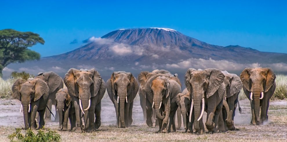 5 Amboseli National Park Attractions