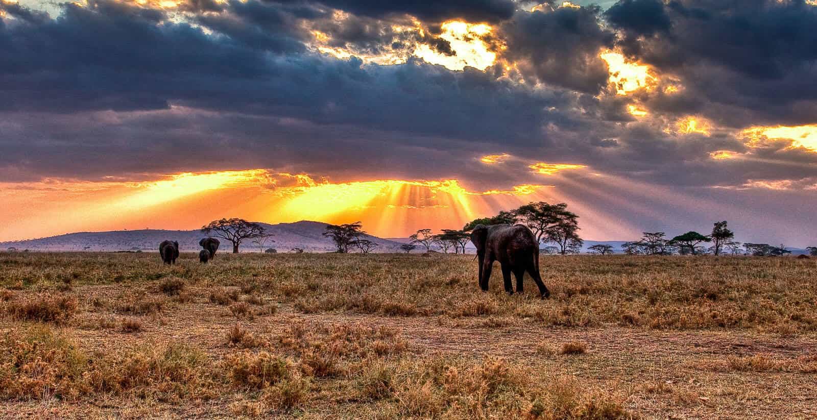 Top 7 Reasons why you should Visit Serengeti National Park