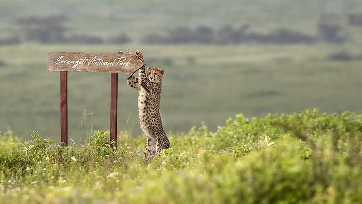 Maasai Mara Vs Serengeti : Which is Better for an African Safari