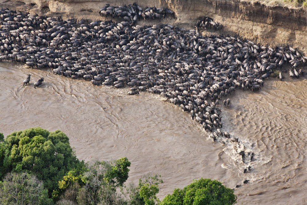 Mara River 