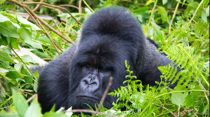 When is the Best Time to go Gorilla Trekking in Uganda and Rwanda?