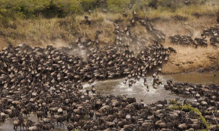 Maasai Mara Vs Serengeti : Which is Better for an African Safari