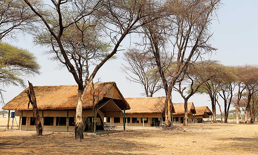 Flycatcher Ruaha Camp