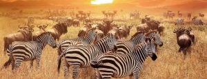 4 Days Tarangire, Ngorongoro and Serengeti Safari