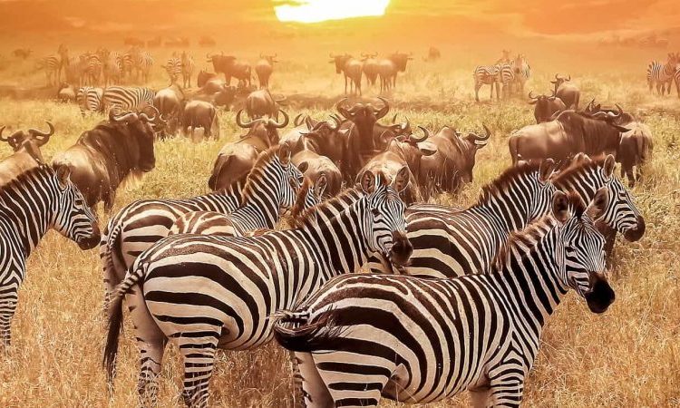 4 Days Tarangire, Ngorongoro and Serengeti Safari