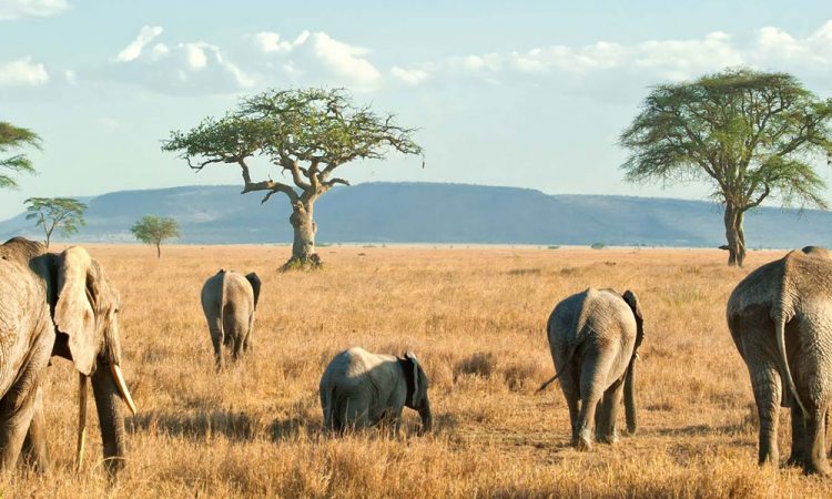 An Ultimate guide for visiting National Parks in Tanzania | Tanzania Tours