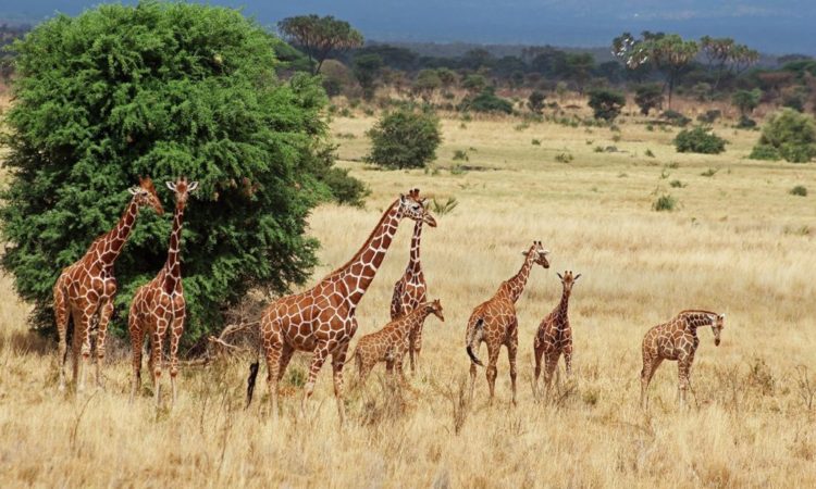 Reasons to include Aberdare National Park in your Next Travel Wishlist