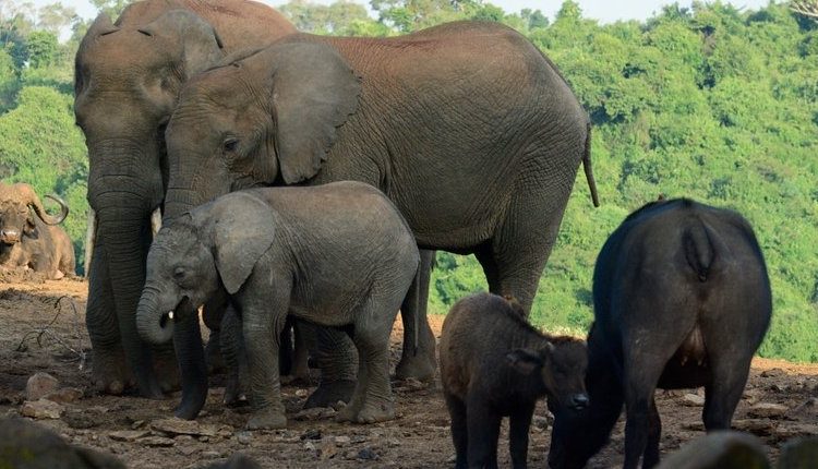 Reasons to visit Aberdare National Park in Kenya