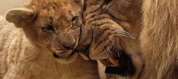 Where To Find The Animals Featured In The Lion King Movie