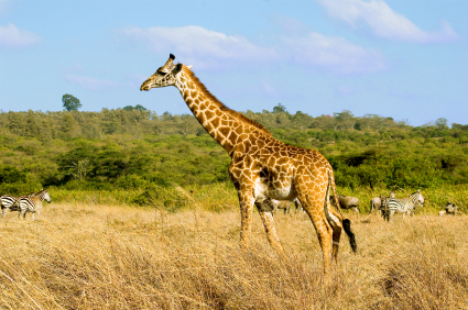 Uluguru Game Reserve