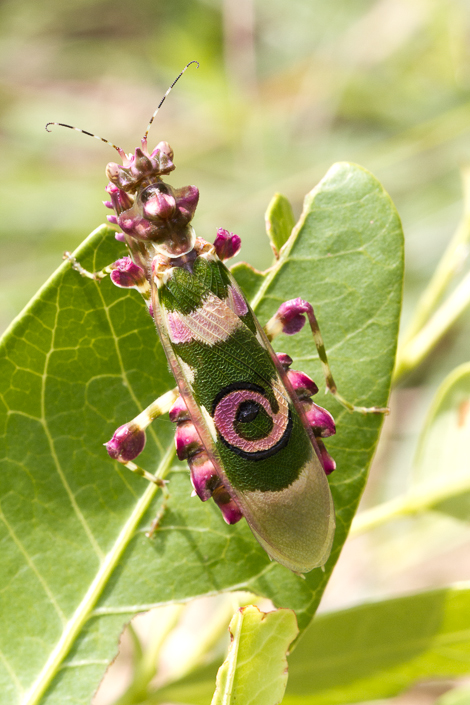 Embark On An Insects Safari