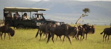 Valentine's Day at Maasai Mara National Park