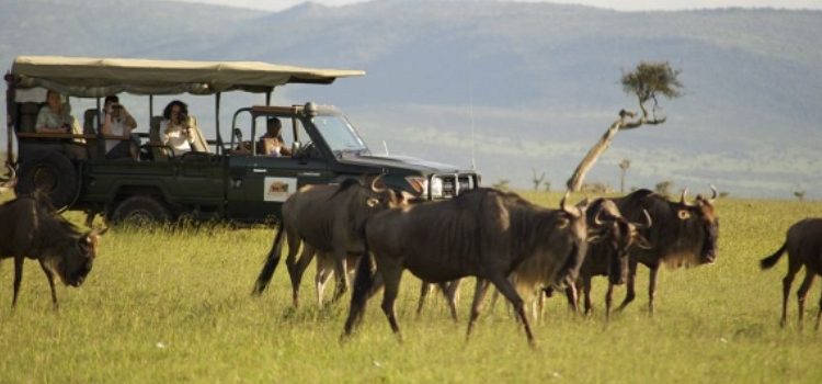 Valentine's Day at Maasai Mara National Park
