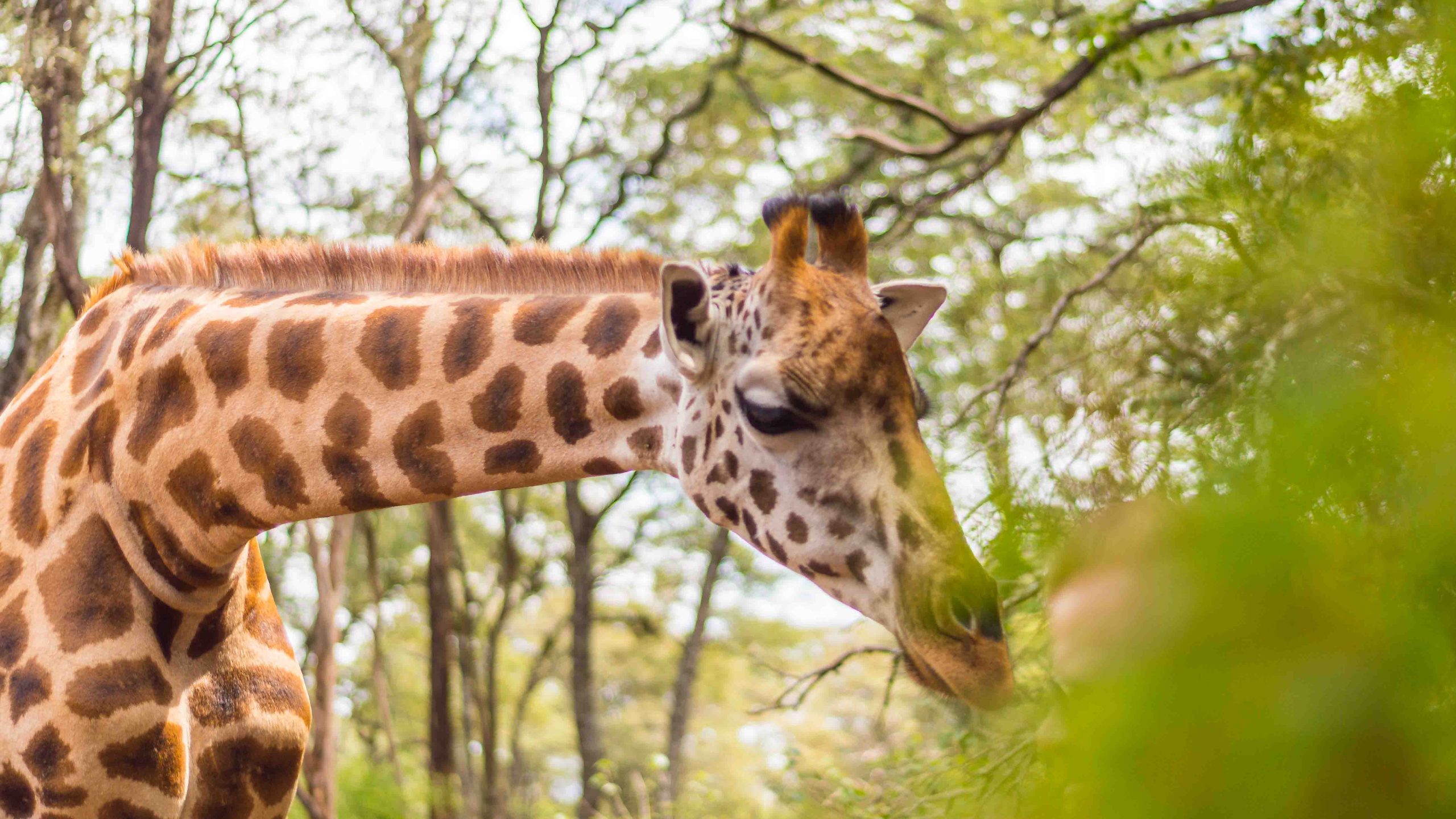 Nairobi Giraffe Centre