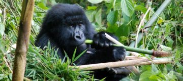 12 Days Uganda - Tanzania Safaris and Zanzibar