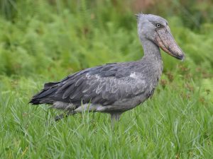 Nyabarongo River Bird Checklist